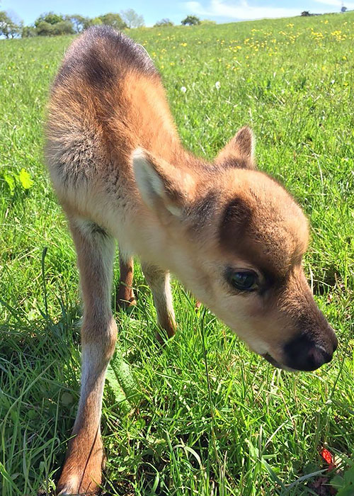 Reindeer | Woodland Walk Garden Centre